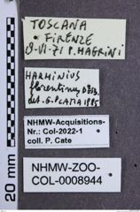 Etiketten zu Harminius florentinus (NHMW-ZOO-COL-0008944)